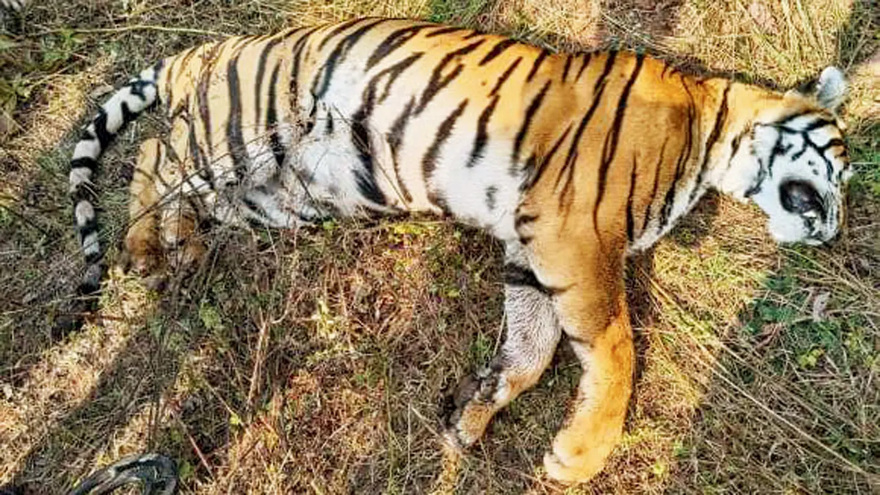 ​88 tiger death cases still pending, probe lapses flagged 