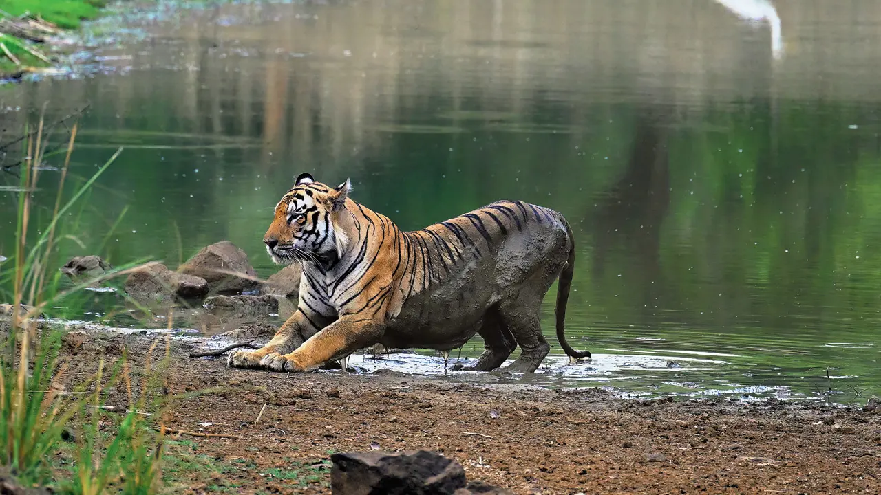 ​NTCA questions Maharashtra over plan to drop villages from tiger reserve zone 