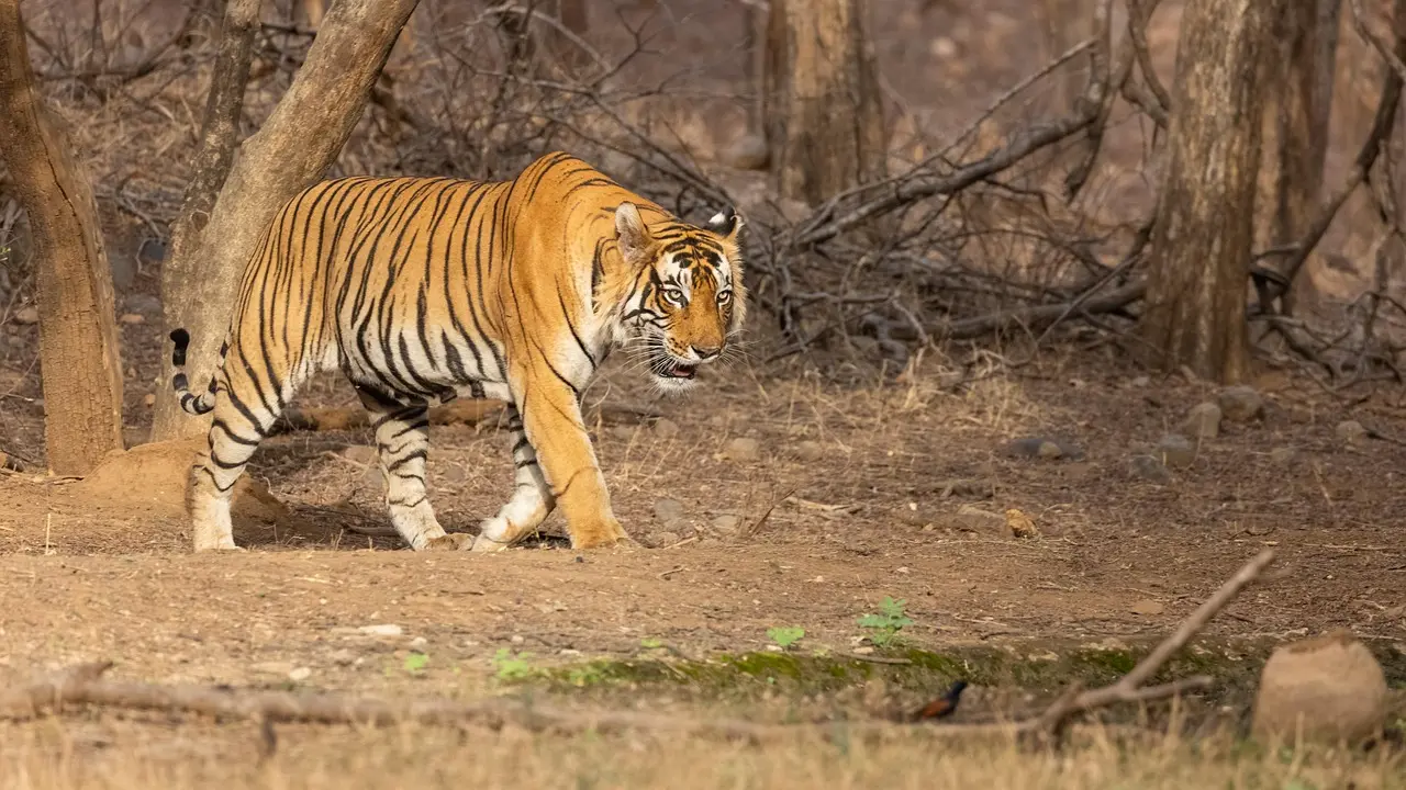 ​Kawal Tiger Reserve can support over 35 tigers, study flags connectivity hurdles 