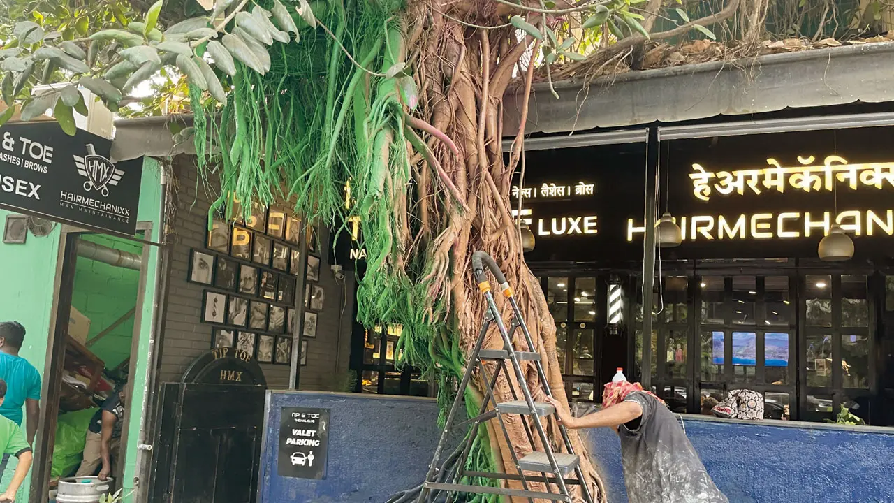 ​Bandra salon paints tree pink and green, residents object; BMC steps in 