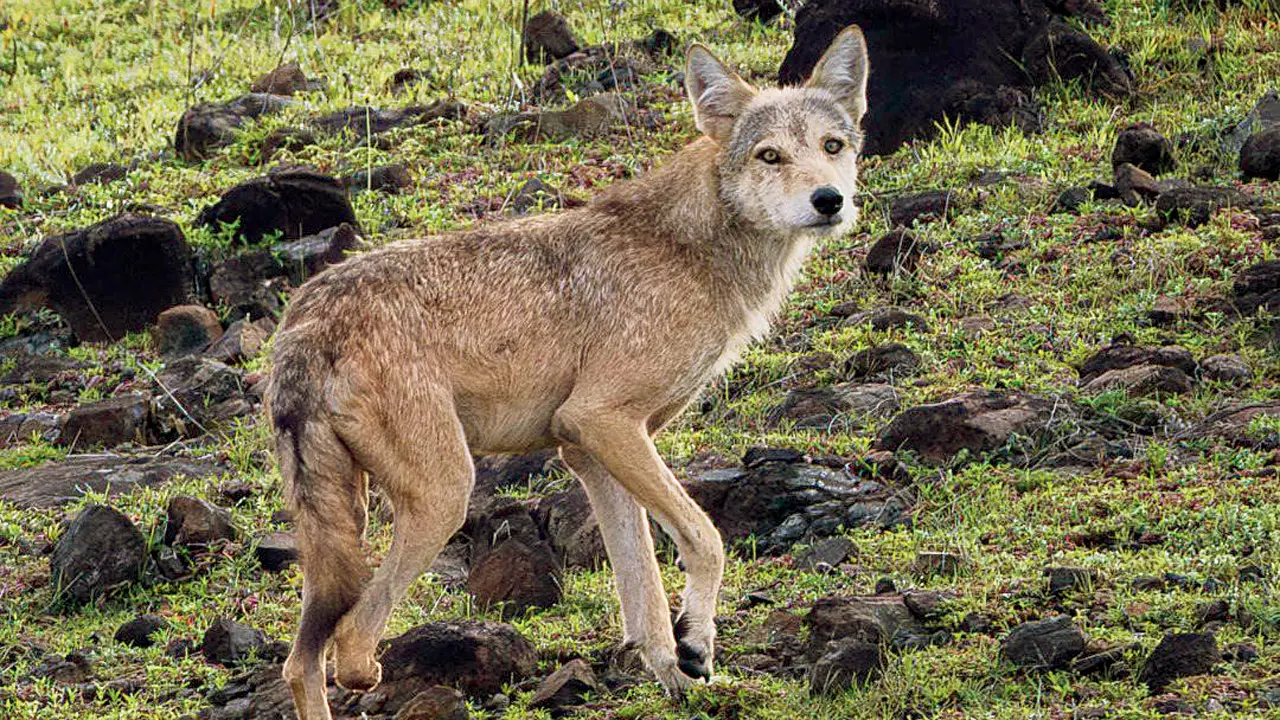 ​Maharashtra: Injured wolf becomes alpha in Pune’s shrinking grasslands 