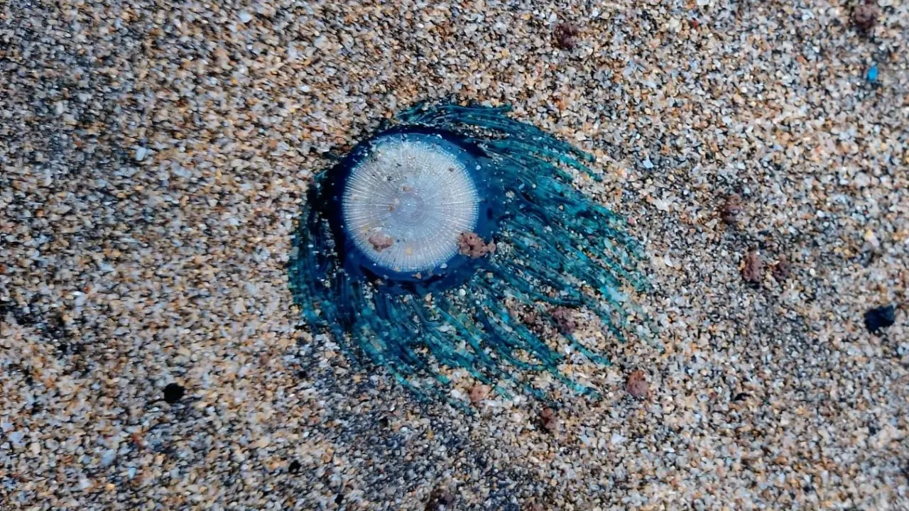 ​Blue Button marine colonies spotted on Mumbai`s Chowpatty ahead of monsoon 