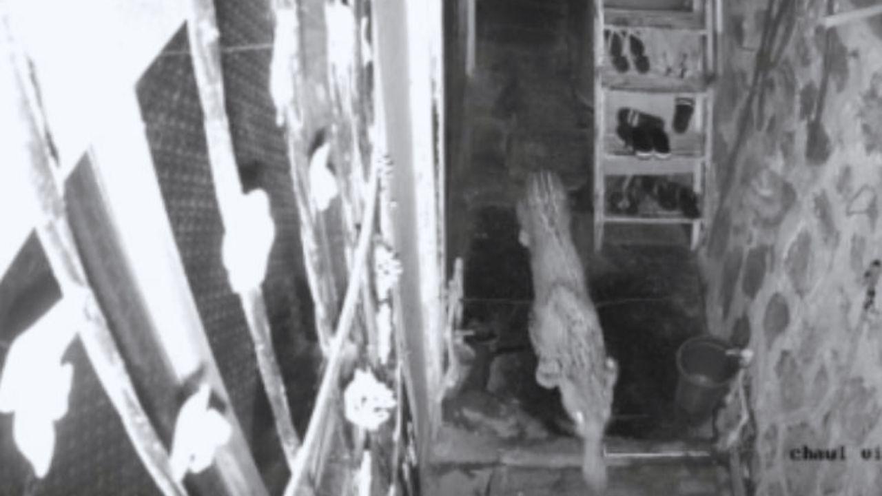 ​Leopard spotted inside housing society in Jogeshwari East, caught on CCTV 