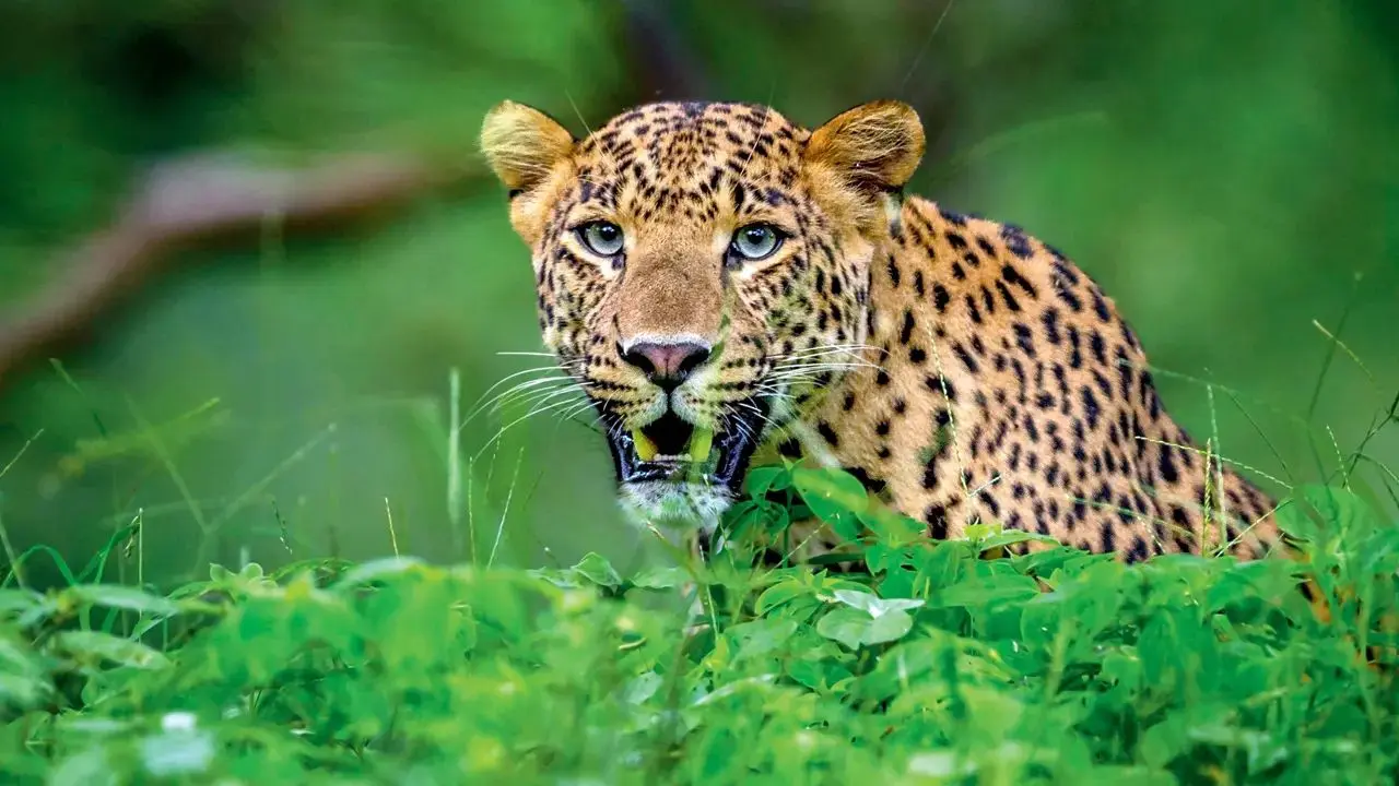 ​Maharashtra: Leopard attack leaves 8-year-old dead near Thane 