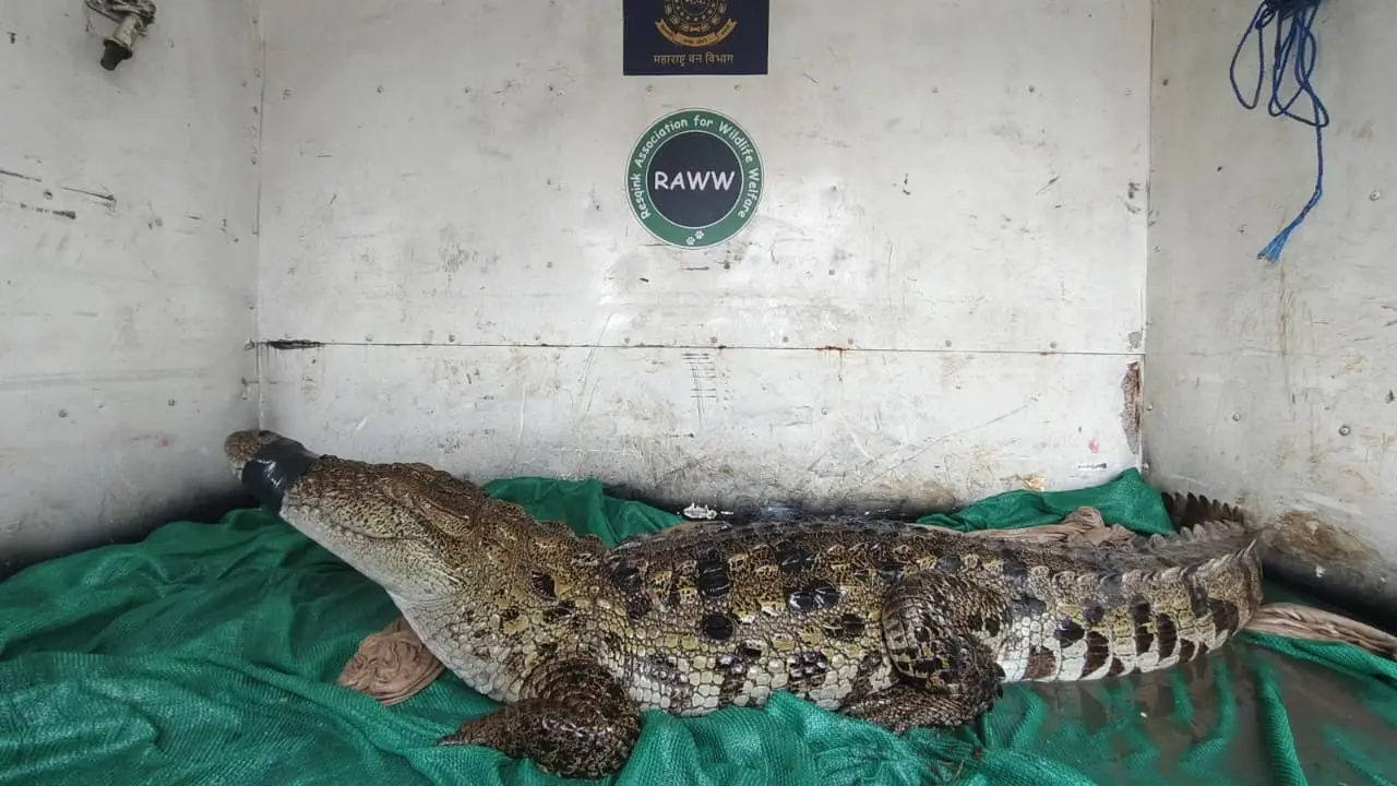 ​Six-foot crocodile rescued in Thane after 15-hour operation 