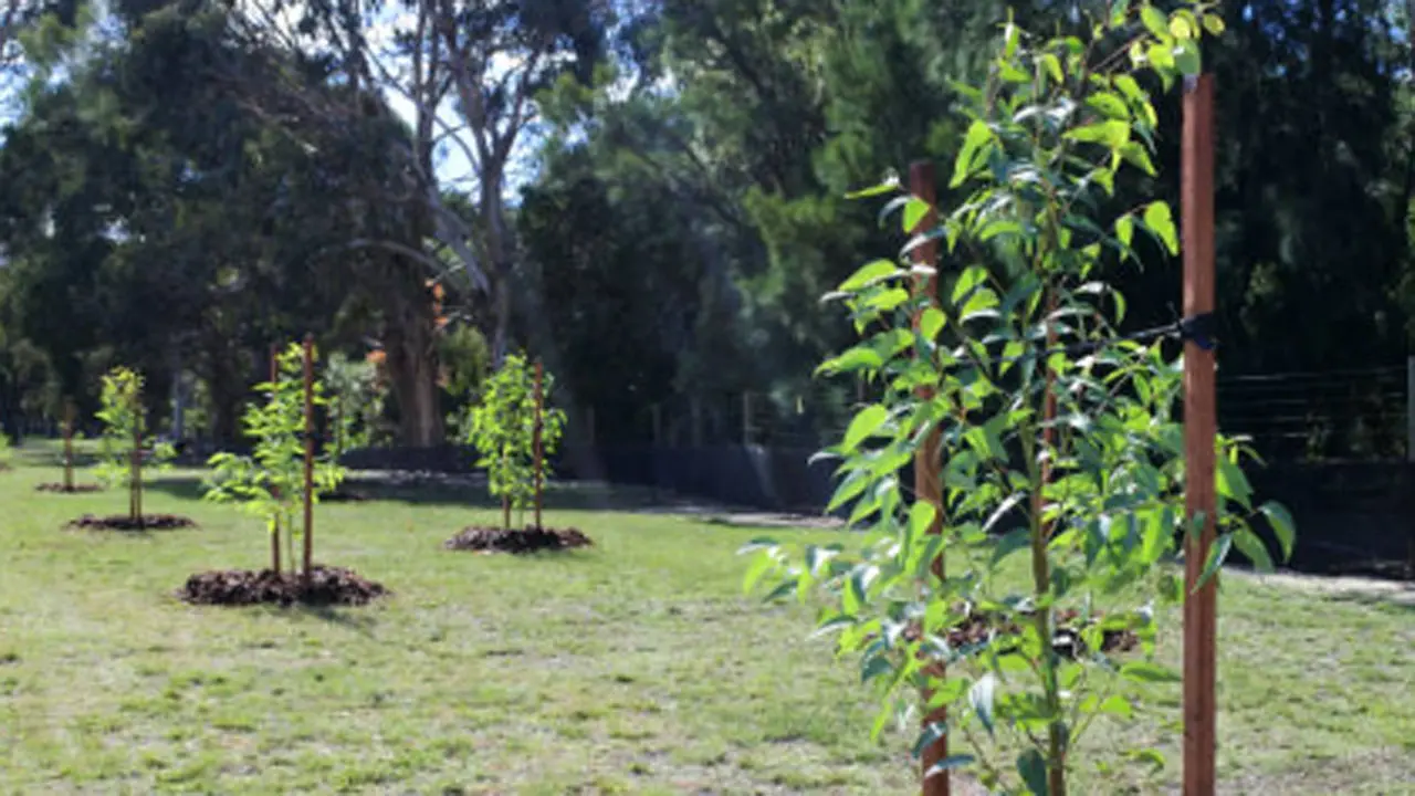 ​Maharashtra state clears plan to plant 300 crore trees by 2047 