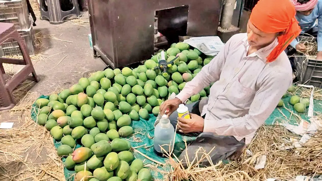 ​Sweet fruit, bitter truth of chemical mango trade at Vashi APMC 