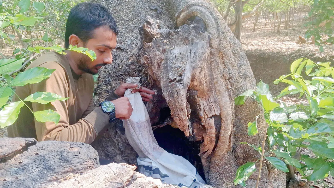 ​SGNP becomes safe haven for Mumbai’s relocated honey bee colonies 