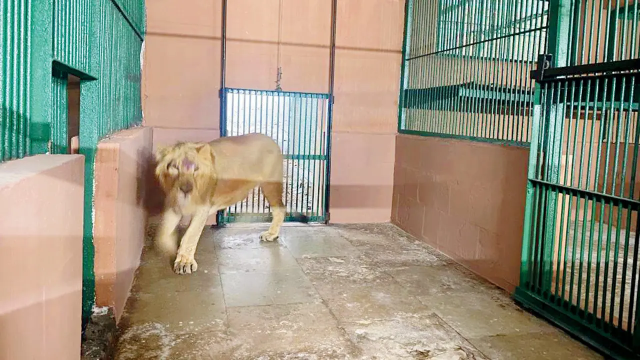 ​PAWS-Mumbai demands stricter biosafety rules for captive wildlife at SGNP 