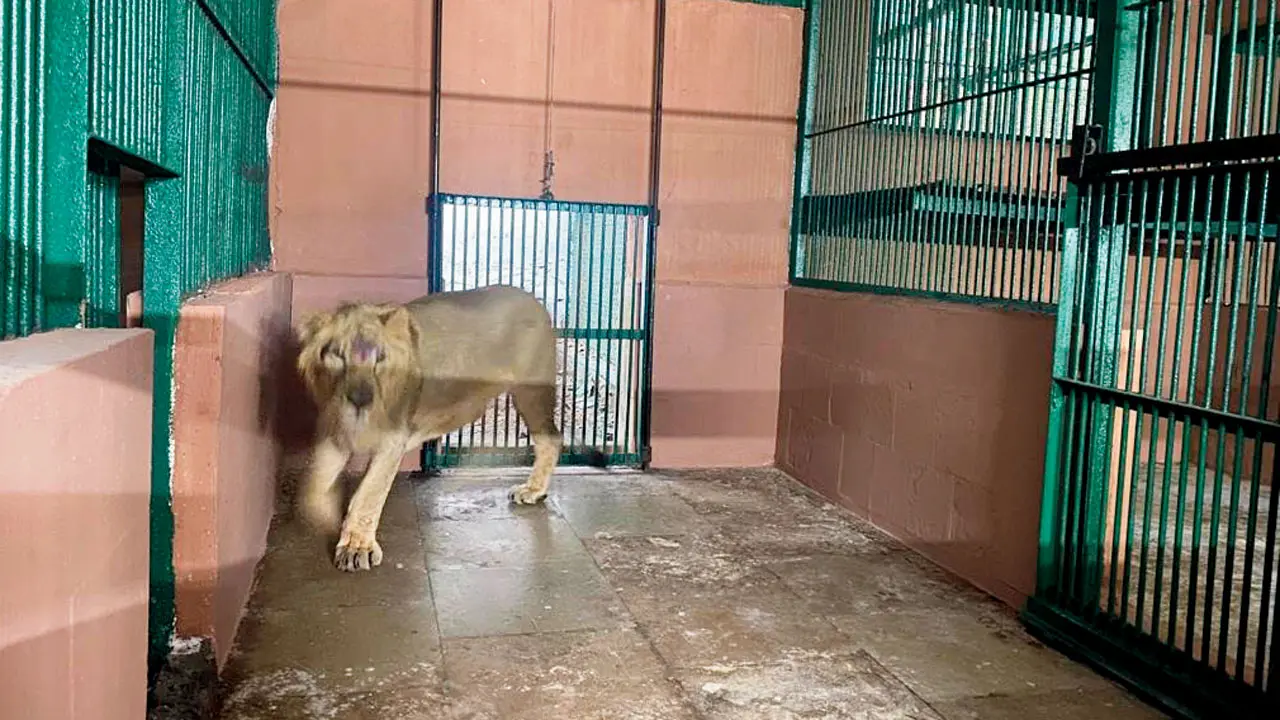 ​A royal patient on the move: SGNP`s lion Bharat shifted for specialised care 