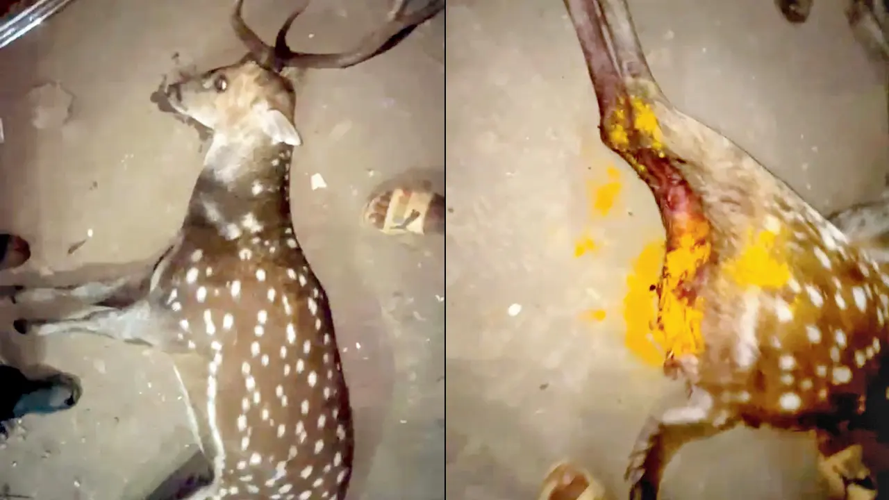 ​Spotted deer dies after dog attack in Aarey, conservationists raise alarm 