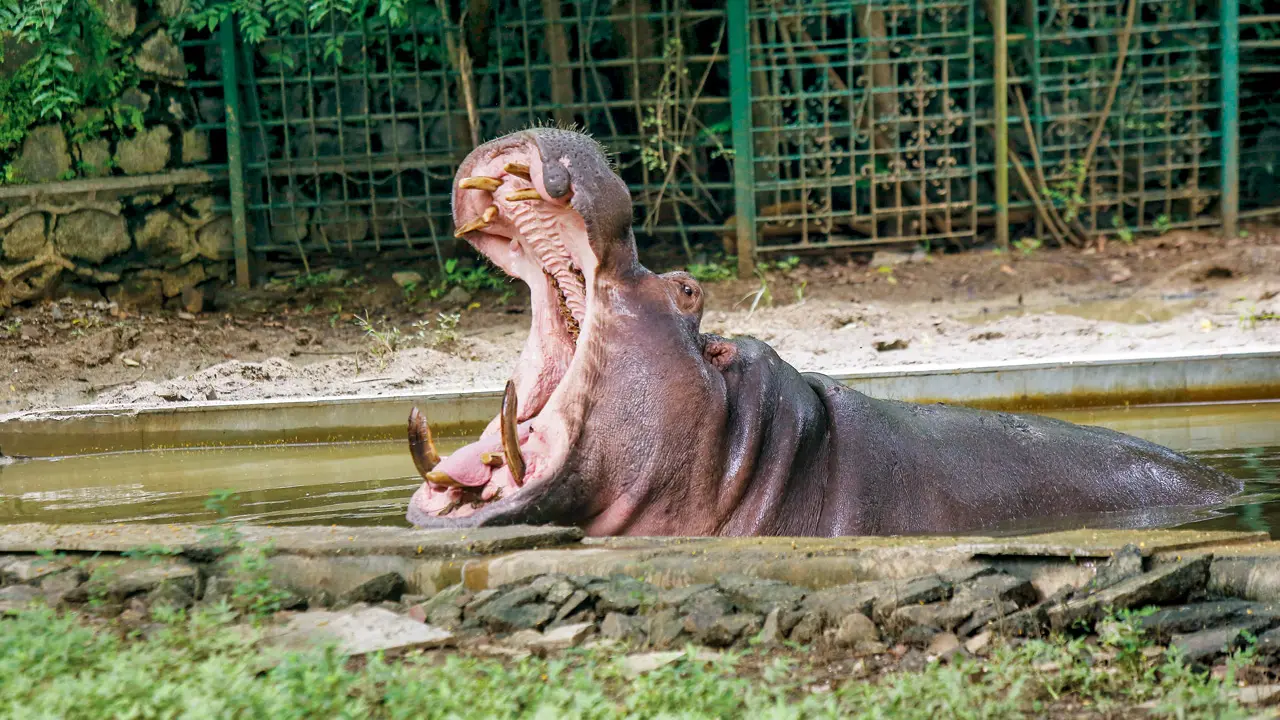 Byculla zoo’s oldest hippo, Deva, passes away at 35