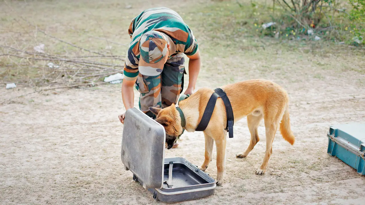 ​Maharashtra to set up sniffer dog squads to crack down on wildlife trade 