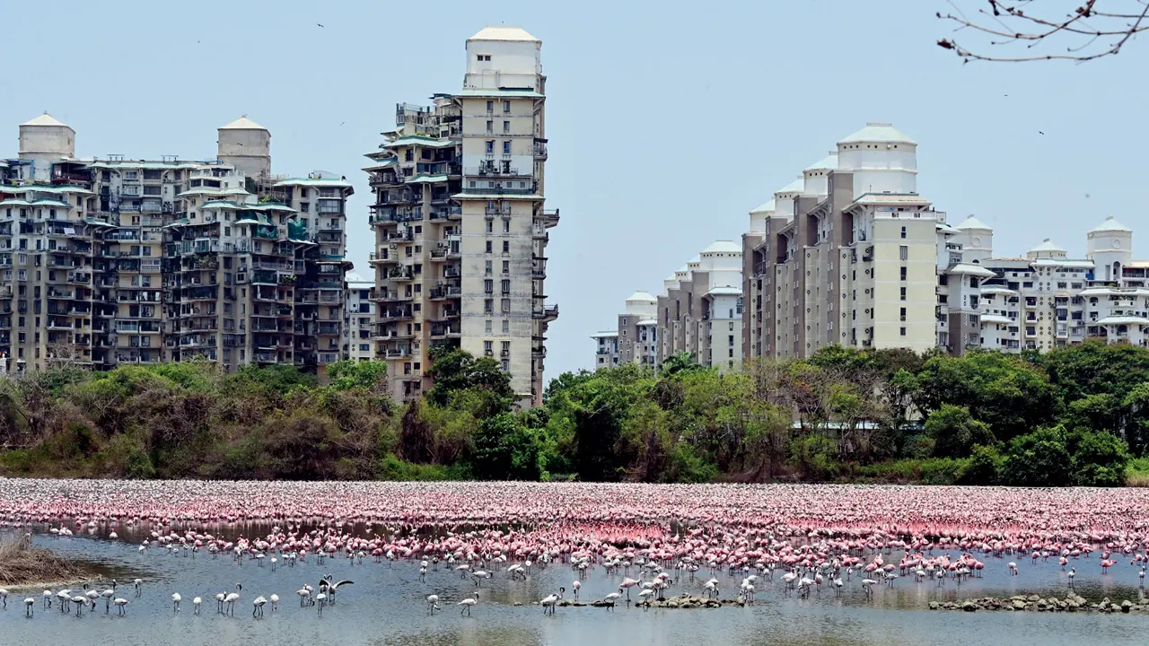 Navi Mumbai’s pink flamingo stretch marred by reckless drone flying