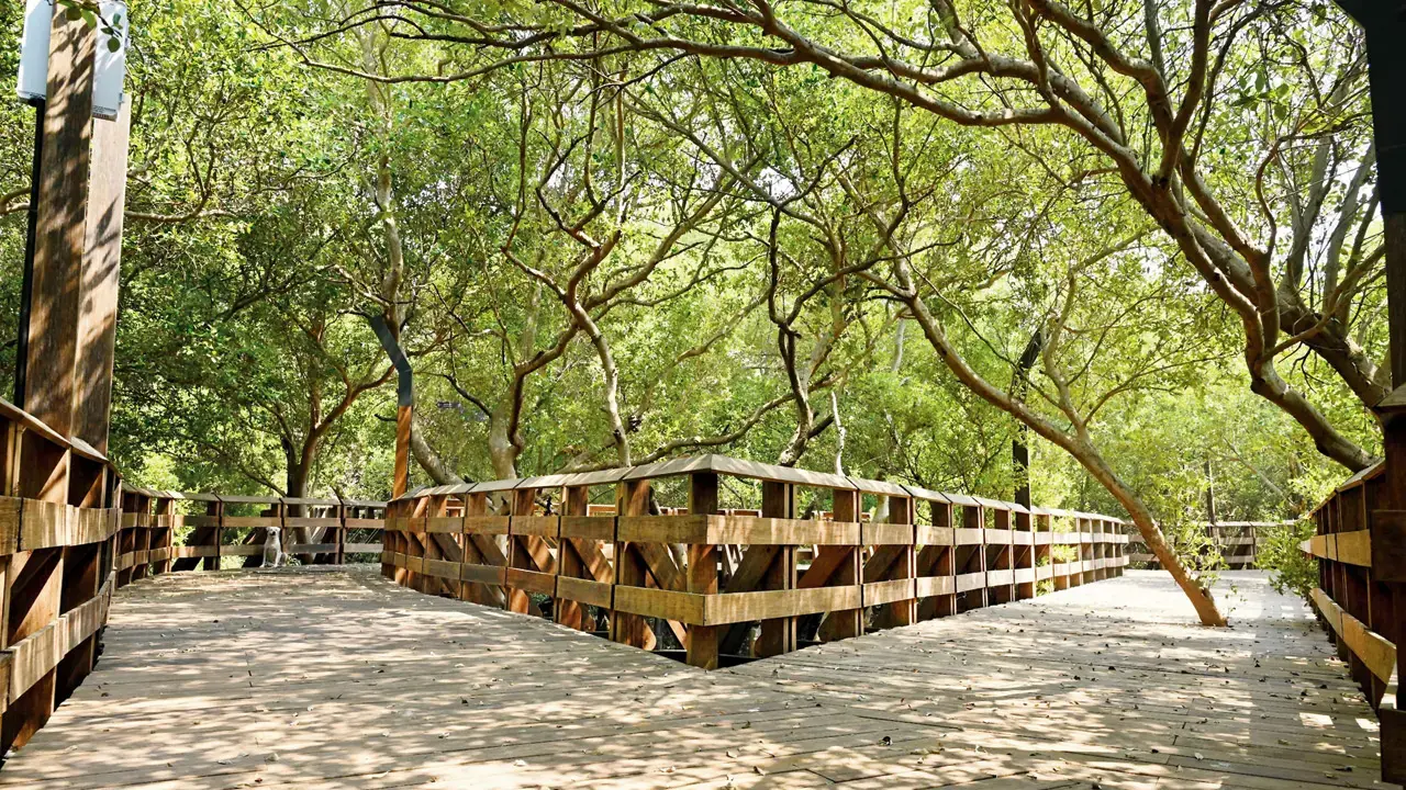 ​Opening of Maharashtra’s first mangrove park in Mumbai`s Gorai delayed again 