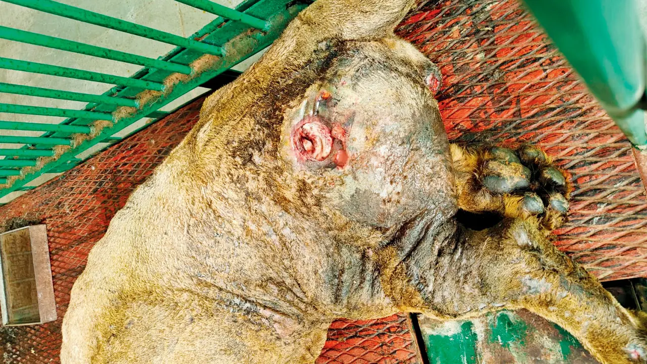 Sanjay Gandhi National Park lion Bharat in critical condition as organs fail