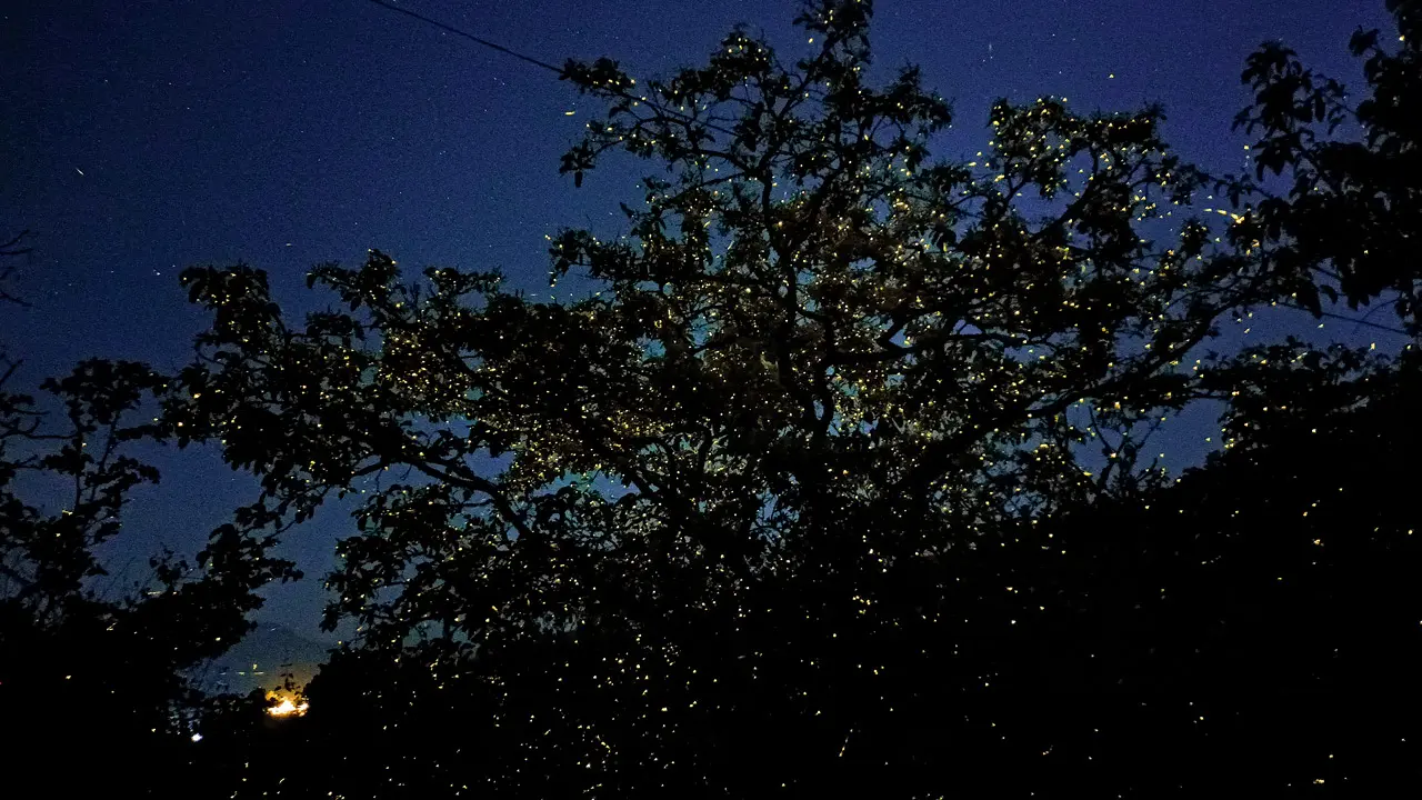 ​Going to see fireflies? Here`s how you can be a responsible tourist this season 