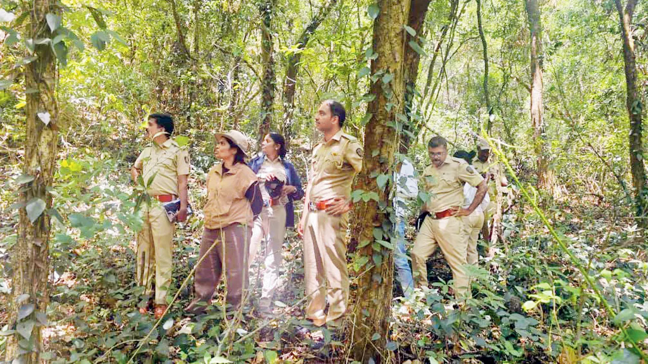 ​Survey of Indian giant squirrel underway in Bhimashankar Wildlife Sanctuary 