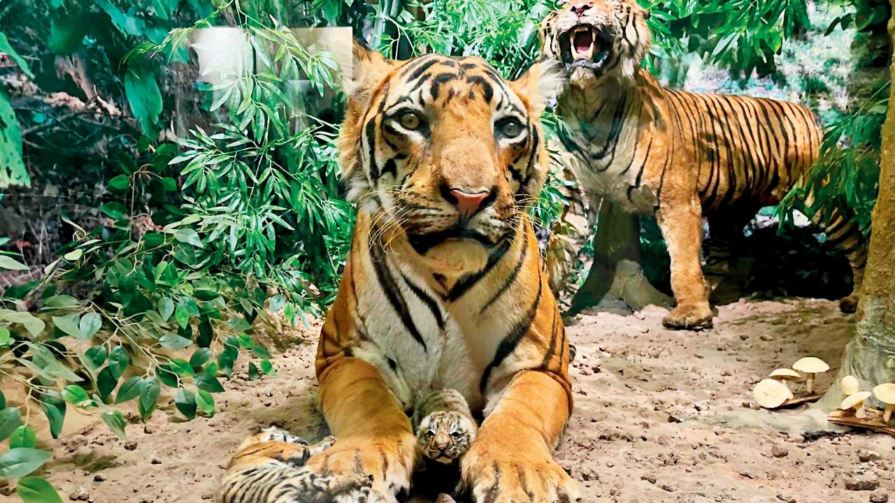 ​International Museum Day 2026: Your guide to Mumbai`s lesser-known treasures 