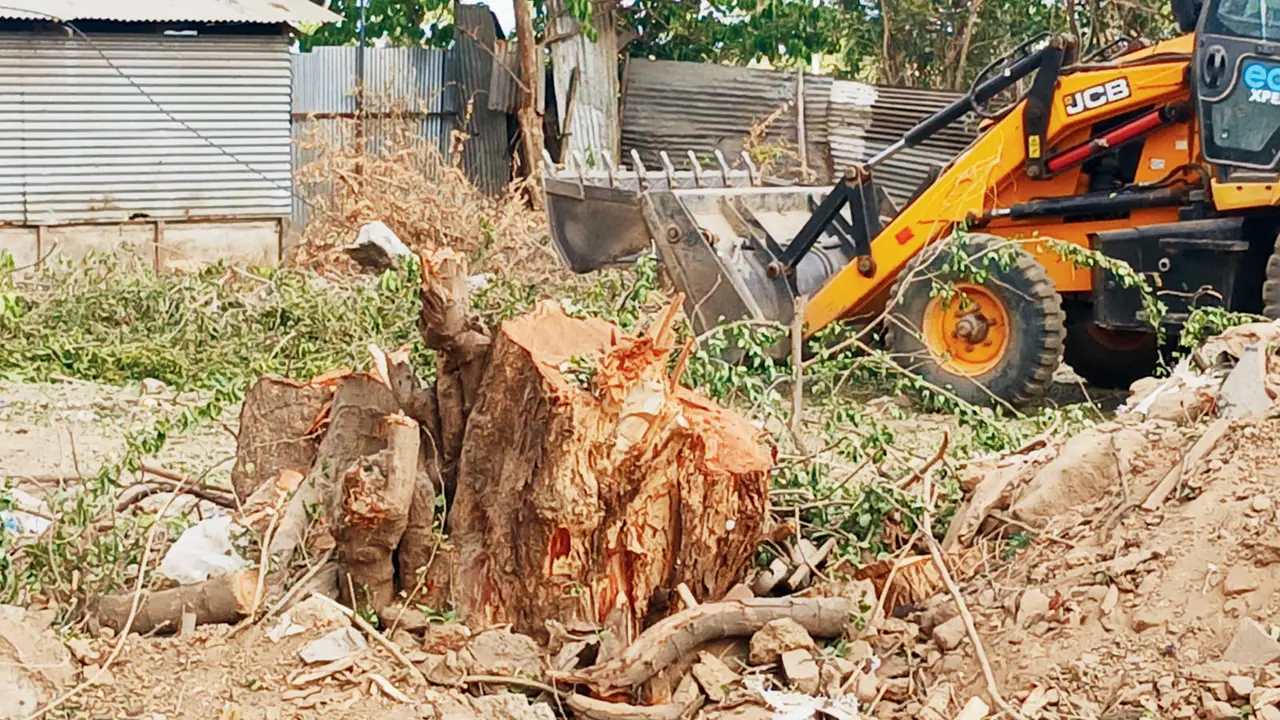 Environmental row erupts in Kharghar as PMC allows felling of 24 mature trees
