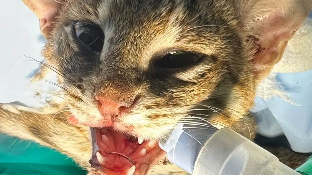 ​Mumbai: Rare rusty-spotted cat undergoes life-saving surgery after rescue 