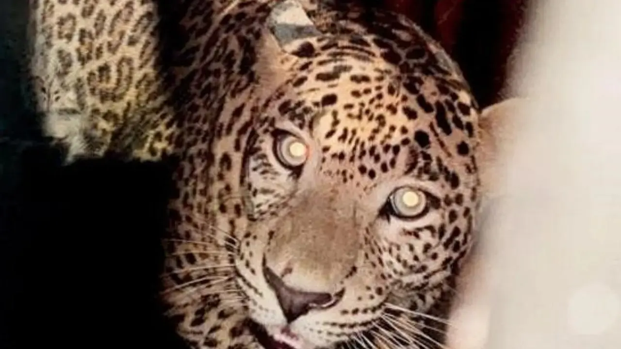 ​Leopard that killed 8-year-old boy captured after weeks in Thane 