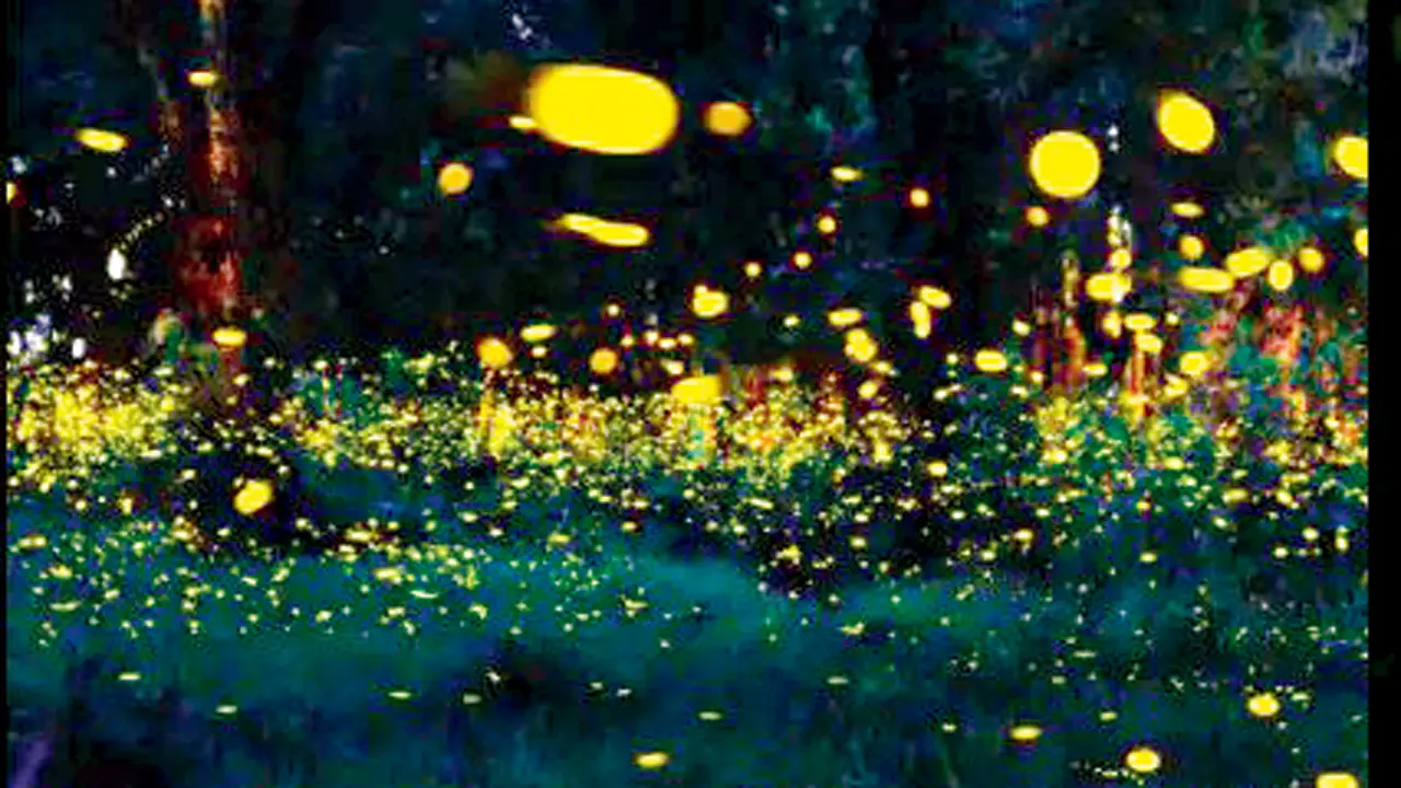 ​From fireflies to sunrise: Sign up for these three trips around Mumbai this week 