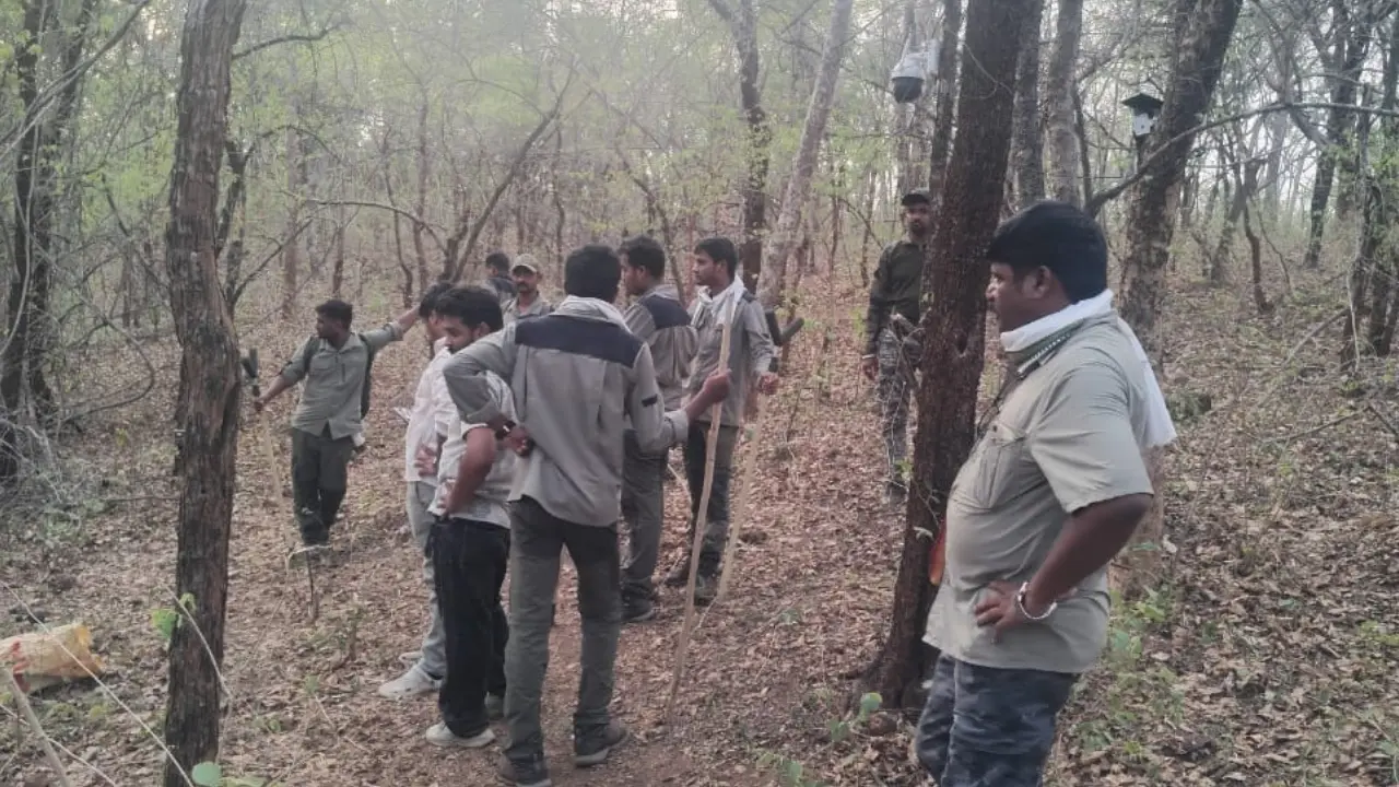 ​Four women killed in tiger attack while collecting tendu leaves in Chandrapur 